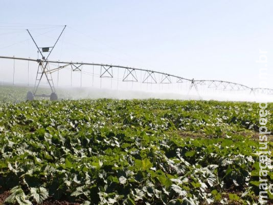 Contratação de crédito por pequenos e médios agricultores cresce 8%