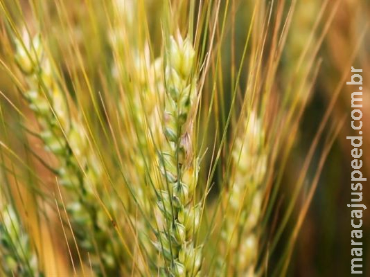 Coronavírus afeta potencialmente mercado de trigo