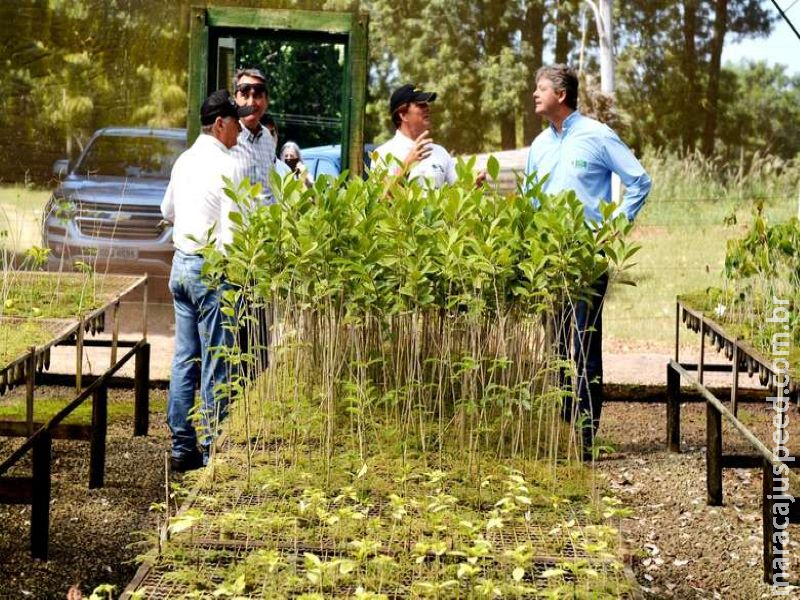 Fazenda em Itaquirai investe em produção de carbono neutro Fazenda em Itaquirai investe em produção de carbono neutro