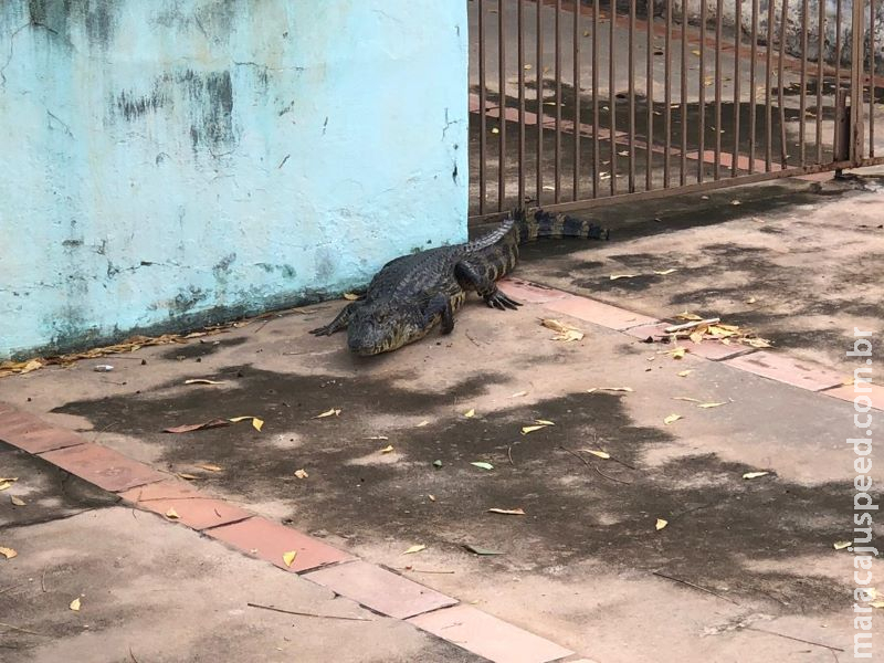 Jacaré chama a atenção durante 