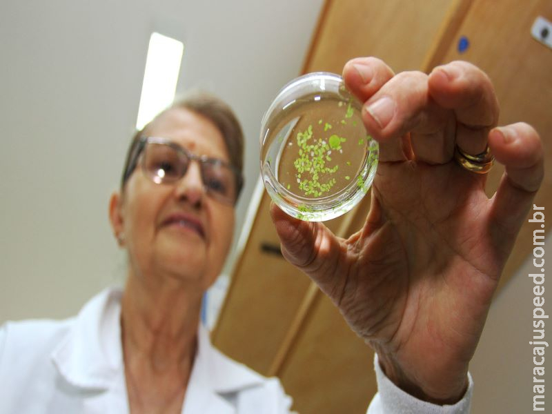 Mais da metade dos pesquisadores de Mato Grosso do Sul são mulheres