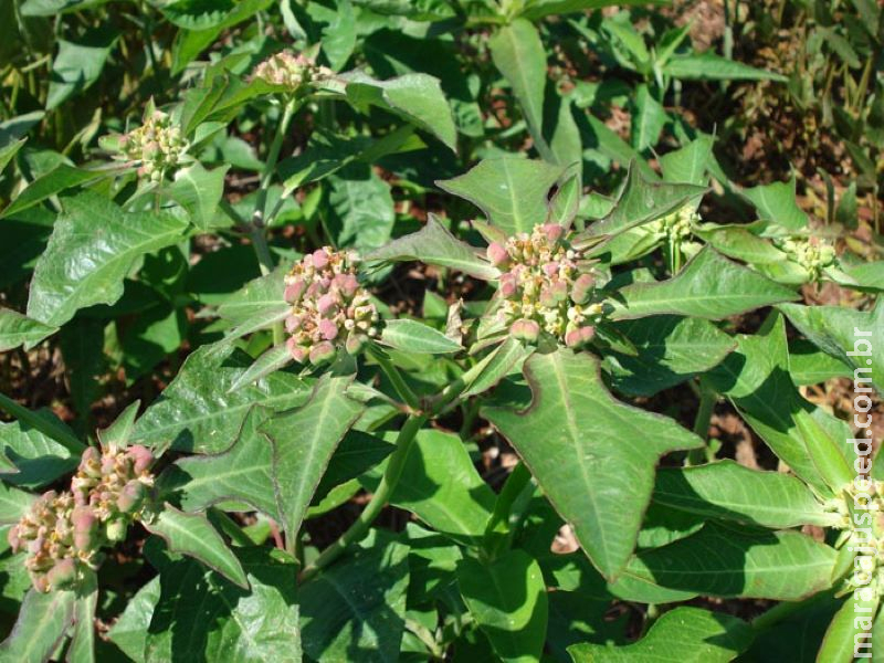 Mais uma planta daninha resiste ao glifosato no Brasil