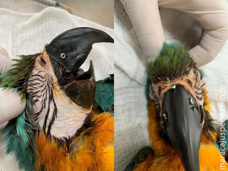 MS realiza procedimento inédito de implante de bico em arara-canindé