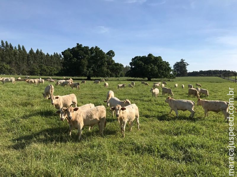 Para pecuarista do Brasil, baixa fertilidade do solo é maior desafio