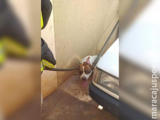 Pitbull tem “ataque de fúria” e morde o próprio dono em residência Pitbull tem “ataque de fúria” e morde o próprio dono em residência