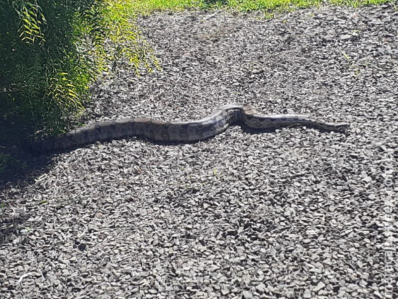 PMA captura serpente de 2 metros no pátio de loja em Campo Grande PMA captura serpente de 2 metros no pátio de loja em Campo Grande
