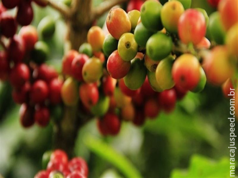 Safra 2020 de café não gerará excedente, aponta CNC Safra 2020 de café não gerará excedente, aponta CNC