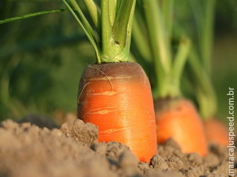 Validade de Declarações de Aptidão do Pronaf é prorrogada por seis meses