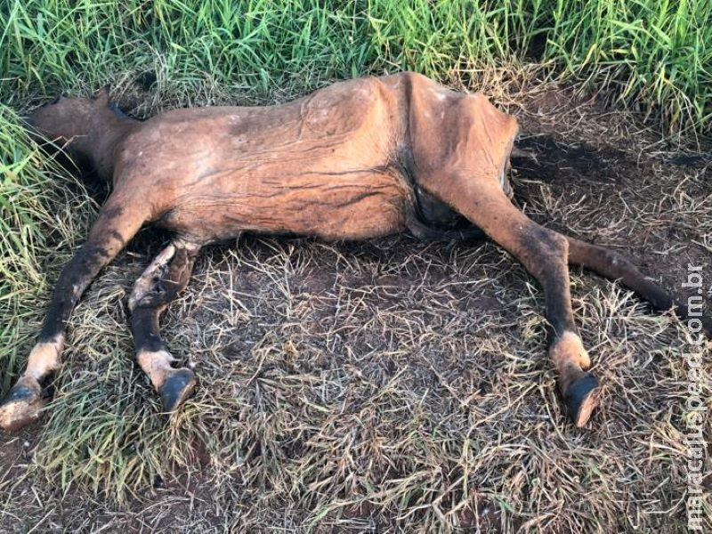 Veterinária é multada por deixar cavalo apodrecendo perto de casas e restaurante Veterinária é multada por deixar cavalo apodrecendo perto de casas e restaurante