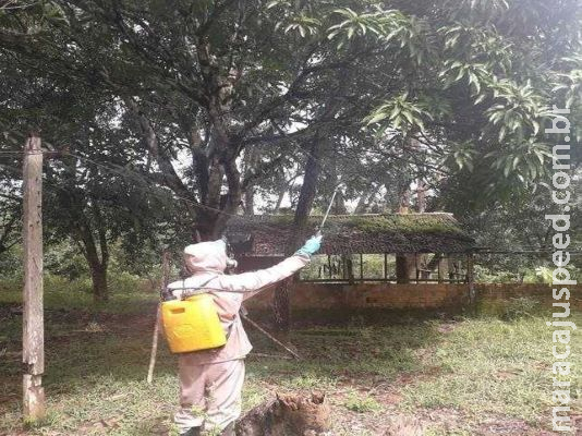 Ações para erradicação da mosca-da-carambola devem ter continuidade