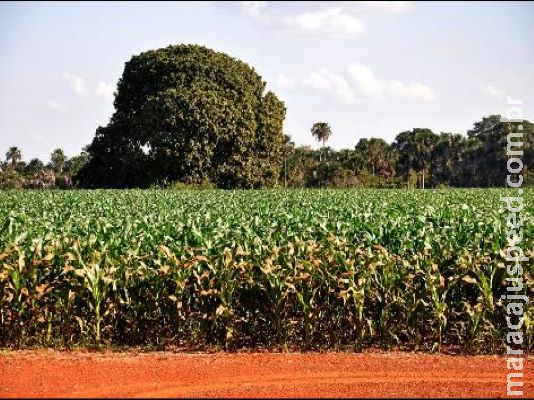 Agronegócio é o caminho para superar a crise 