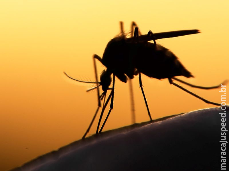 Aquidauana registra 431 notificações de dengue em apenas quatro meses
