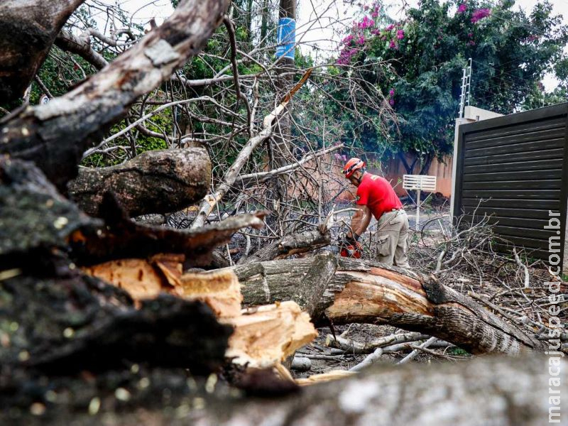 Árvore de 6 metros bloqueia rua movimentada no Jardim Autonomista 