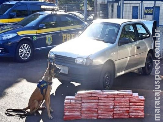 Cães encontram droga escondida em estofado de veículo Cães encontram droga escondida em estofado de veículo