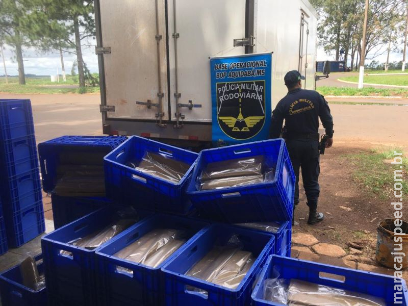 Caminhoneiro é preso transportando maconha em meio a carga de peixe Caminhoneiro é preso transportando maconha em meio a carga de peixe