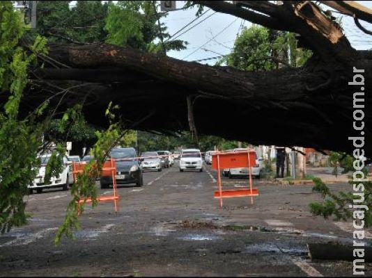 Chuva forte derruba árvore de grande porte e deixa moradores sem luz e internet no centro