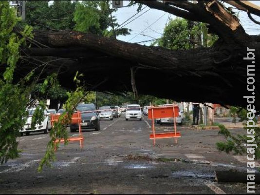 Chuva forte derruba árvore de grande porte e deixa moradores sem luz e internet no centro Chuva forte derruba árvore de grande porte e deixa moradores sem luz e internet no centro