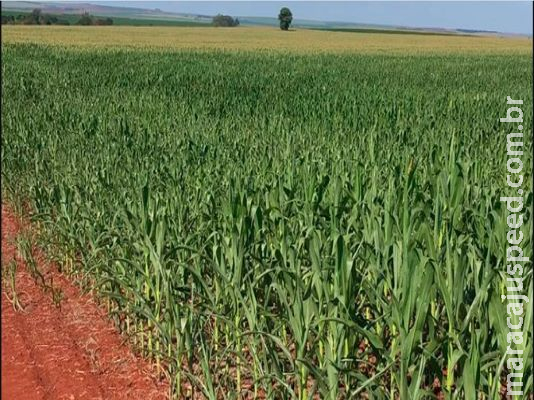 Estiagem pode impactar produtividade do milho e reduzir previsão da supersafra