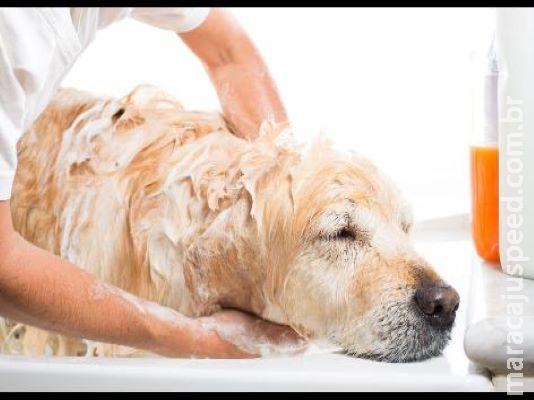 Mesmo com pandemia, banhos em cachorros e gatos devem ser raros