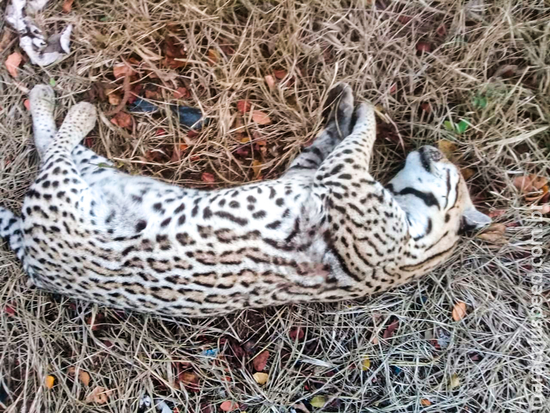 Morador de Taunay encontra jaguatirica morta às margens da BR-262