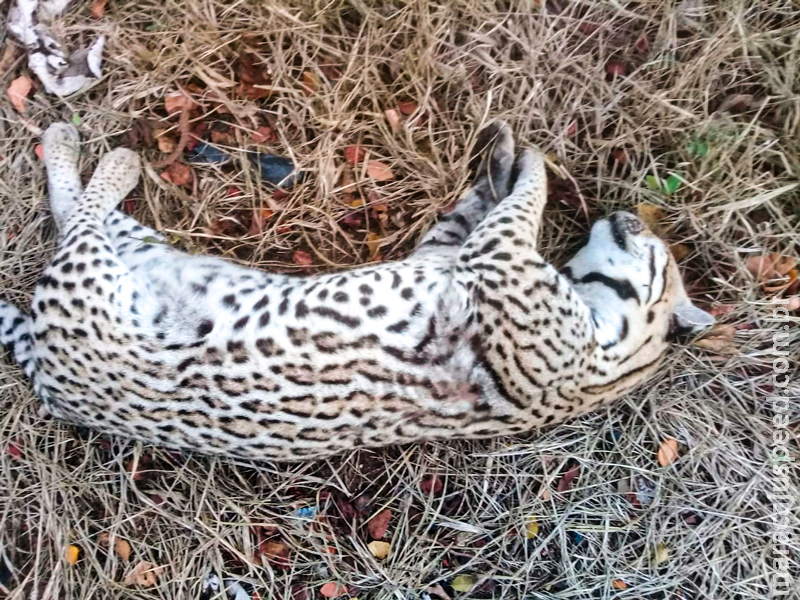 Morador de Taunay encontra jaguatirica morta às margens da BR-262 Morador de Taunay encontra jaguatirica morta às margens da BR-262