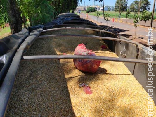 Motorista de carreta e batedor são presos com carga estimada em 5t de maconha Motorista de carreta e batedor são presos com carga estimada em 5t de maconha