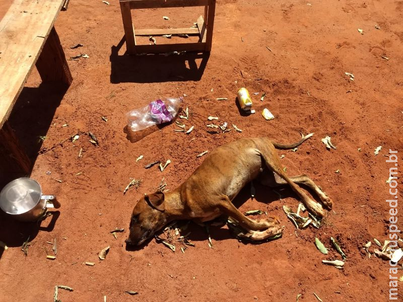 Mulher é multada em R$ 6 mil por maus-tratos a cachorros no interior de MS Mulher é multada em R$ 6 mil por maus-tratos a cachorros no interior de MS