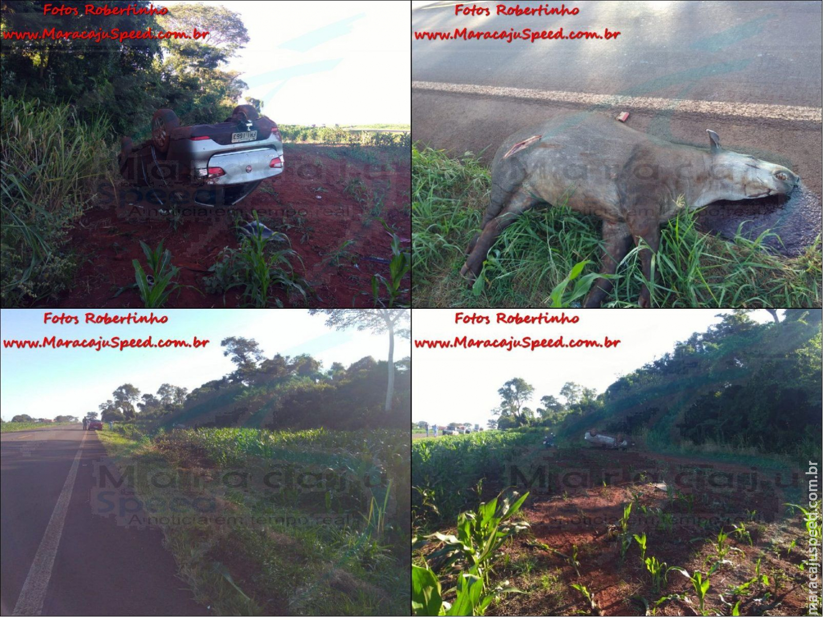 Mulher é socorrida pelos Bombeiros após atropelar um animal silvestre Anta e capotar veículo na MS-157 Mulher é socorrida pelos Bombeiros após atropelar um animal silvestre Anta e capotar veículo na MS-157