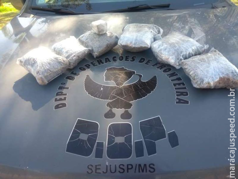 Polícia prende casal com skunk que seria levado para Goiás Polícia prende casal com skunk que seria levado para Goiás
