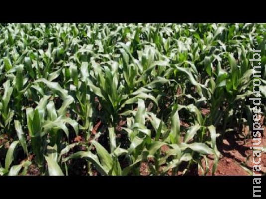 Produção de milho deve ser menor na segunda safra em MS