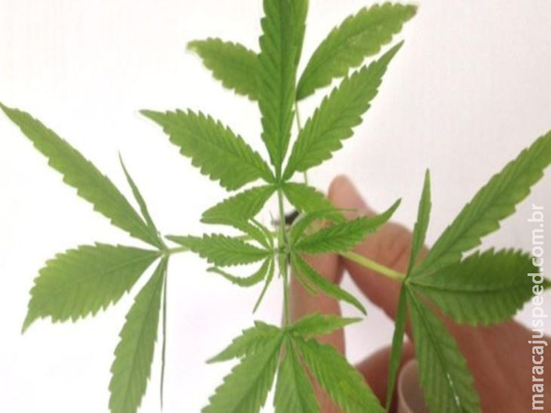 Registro para vender produtos de cannabis pode ser pedido online Registro para vender produtos de cannabis pode ser pedido online