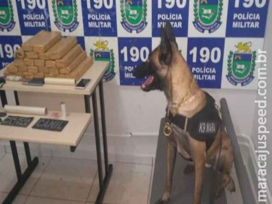 Traficante é encontrado ‘escondido’ embaixo de coberta depois da descoberta de maconha em sofá Traficante é encontrado ‘escondido’ embaixo de coberta depois da descoberta de maconha em sofá