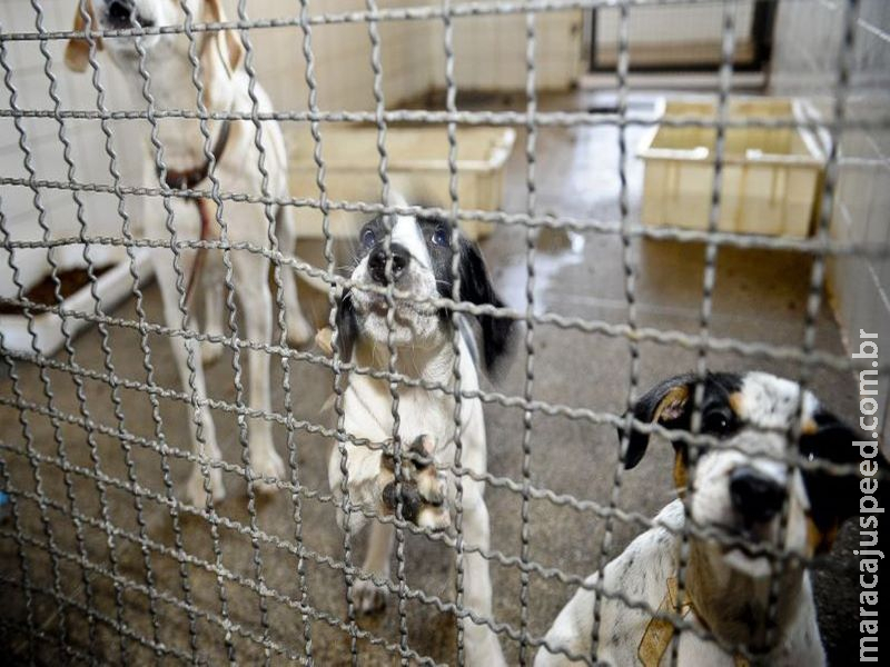 Adoção de animais domésticos é opção em meio ao isolamento social