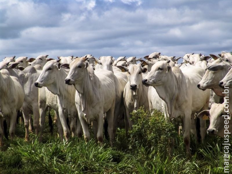 Brasil exportará carne bovina e miúdos para Tailândia