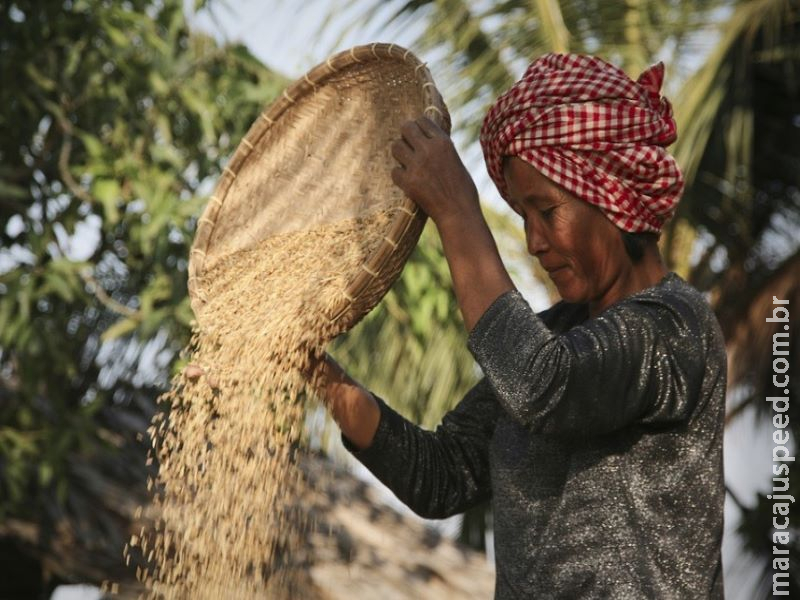 COVID-19 e mudança do clima afetam cadeia produtiva de arroz