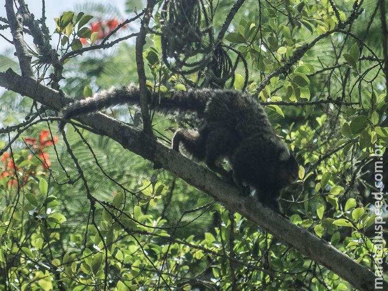 Febre amarela em macacos acende alerta sobre importância da vacina Febre amarela em macacos acende alerta sobre importância da vacina