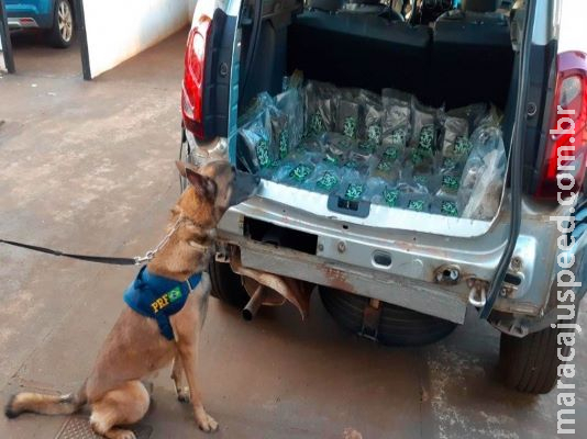 Operação Tamoio: Cães farejadores descobrem 21 Kg de skunk em Rio Brilhante (MS)