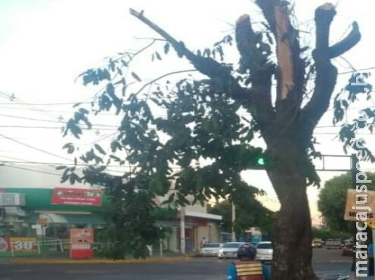 PMA paralisa poda de árvore em via pública e multa infratora PMA paralisa poda de árvore em via pública e multa infratora