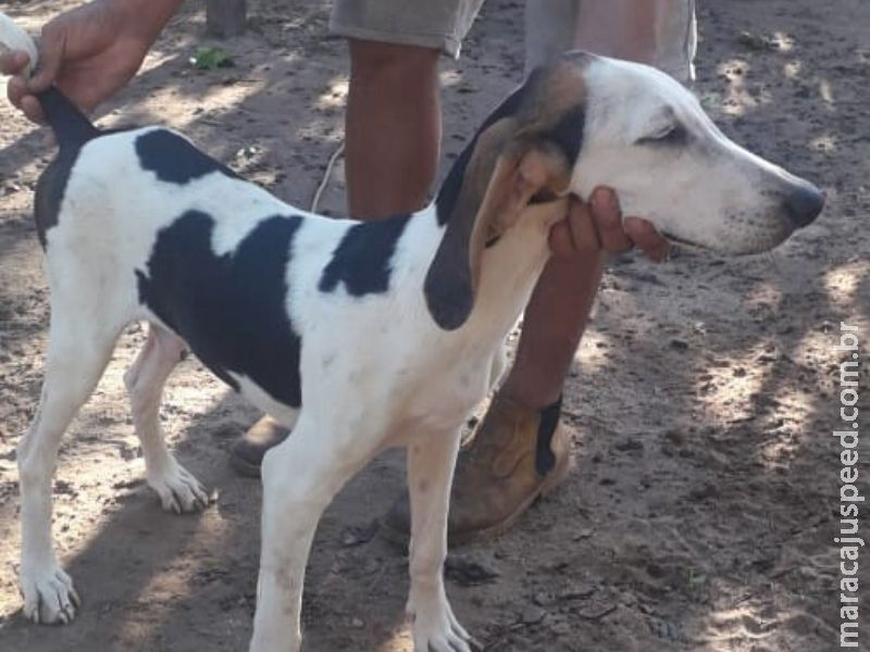 Procura-se: Dono oferece recompensa por cachorro desaparecido em Aquidauana