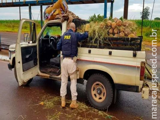 Trio é flagrado com 179 quilos de maconha sob carga de abacaxis Trio é flagrado com 179 quilos de maconha sob carga de abacaxis