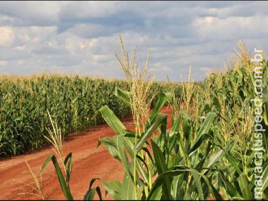 Agronegócio sairá na frente na recuperação pós-pandemia Agronegócio sairá na frente na recuperação pós-pandemia