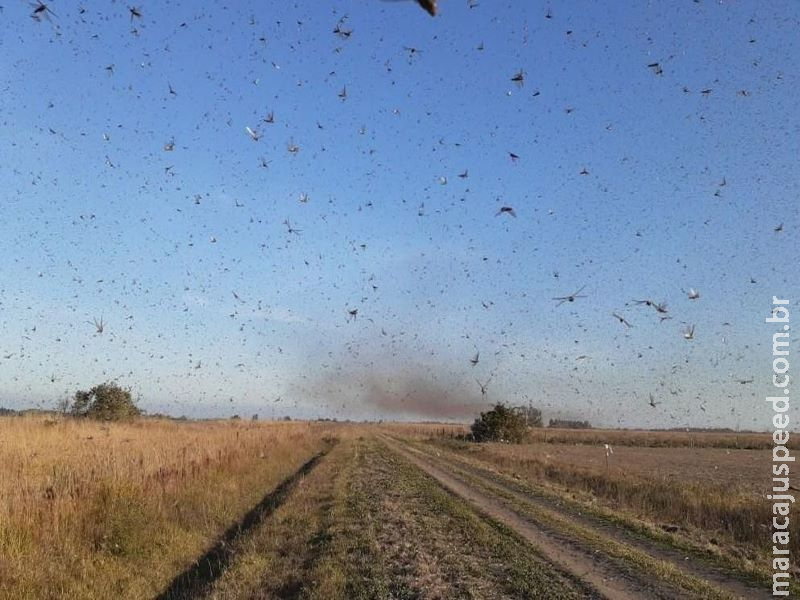 Baixa temperatura deve dificultar entrada de gafanhotos no Brasil Baixa temperatura deve dificultar entrada de gafanhotos no Brasil