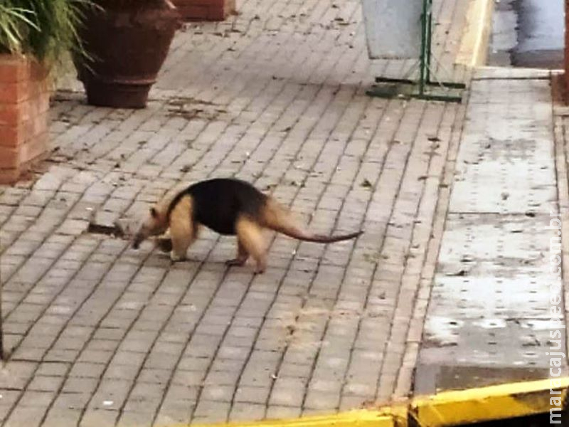 Centro de Bonito é visitado por tamanduá e chama atenção dos moradores
