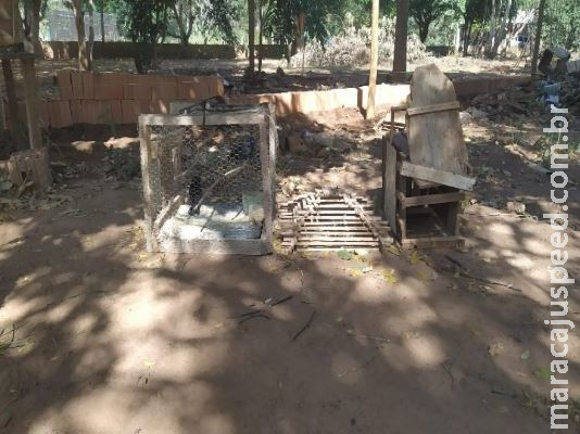 Dono de chácara é flagrado com pássaros silvestres em cativeiro Dono de chácara é flagrado com pássaros silvestres em cativeiro