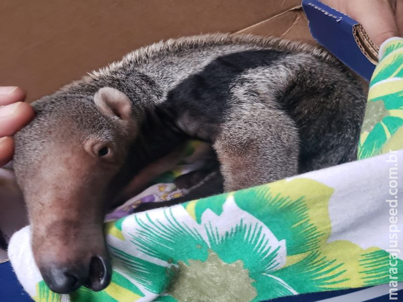 Filhote de tamanduá é resgatado às margens de rodovia em Terenos Filhote de tamanduá é resgatado às margens de rodovia em Terenos