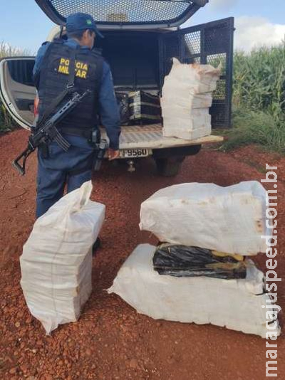 Mais de 250kg de maconha são encontrados em meio a milharal Mais de 250kg de maconha são encontrados em meio a milharal