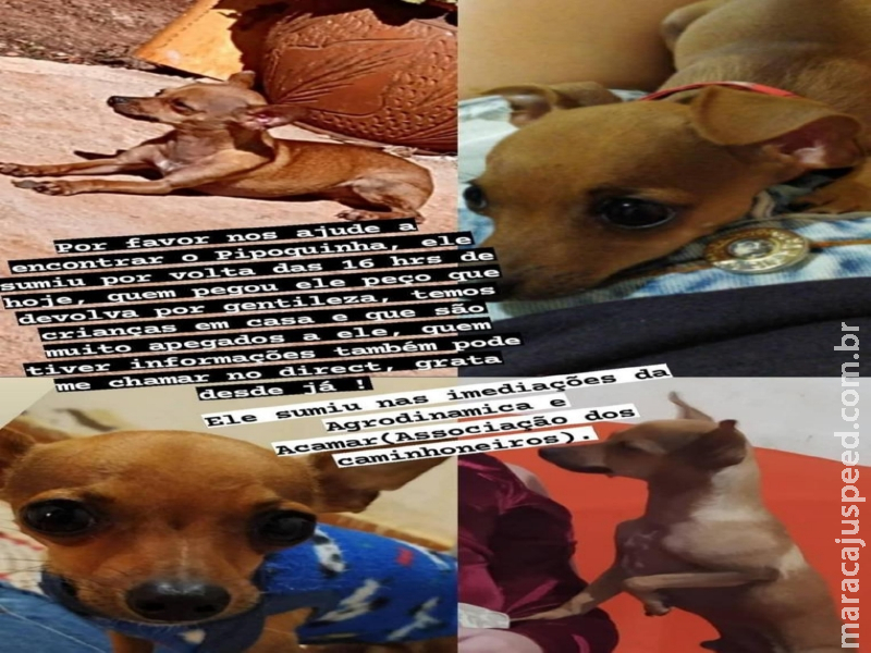 Maracaju: PROCURA-SE – Cachorrinho filhote desaparecido no Bairro Paraguai Maracaju: PROCURA-SE – Cachorrinho filhote desaparecido no Bairro Paraguai