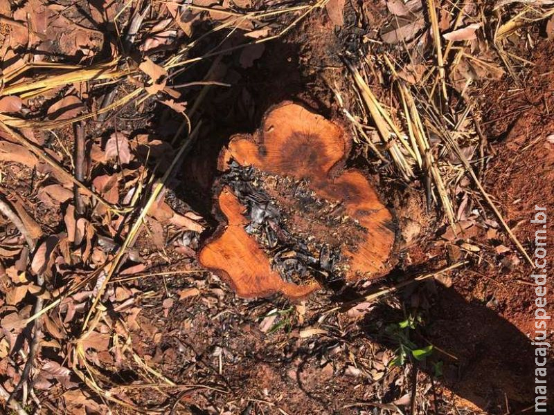 Pecuarista é autuada em R$ 10 mil por reincidência em exploração ilegal de madeira Pecuarista é autuada em R$ 10 mil por reincidência em exploração ilegal de madeira