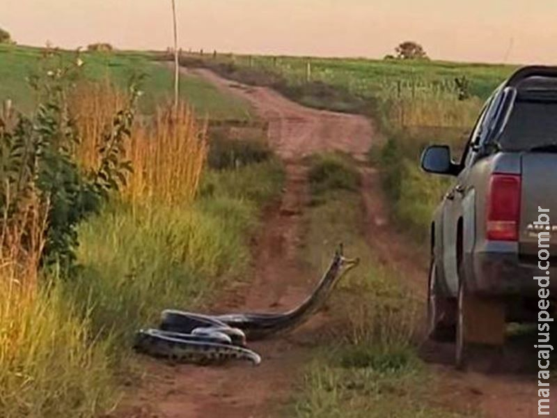 Pecuarista encontra cobra de 7 metros em fazenda e animal tenta 