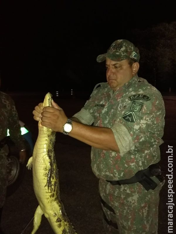 Polícia Militar Ambiental de Miranda captura jacaré de 1,5 metro em bairro Polícia Militar Ambiental de Miranda captura jacaré de 1,5 metro em bairro